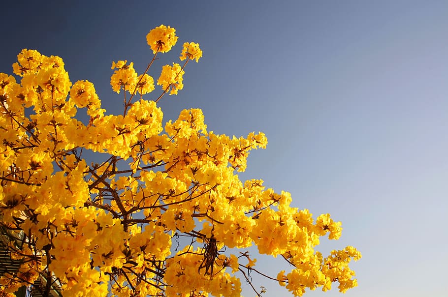 orange flowers under cloudy sky during daytime, yellow flowers under blue sky HD wallpaper