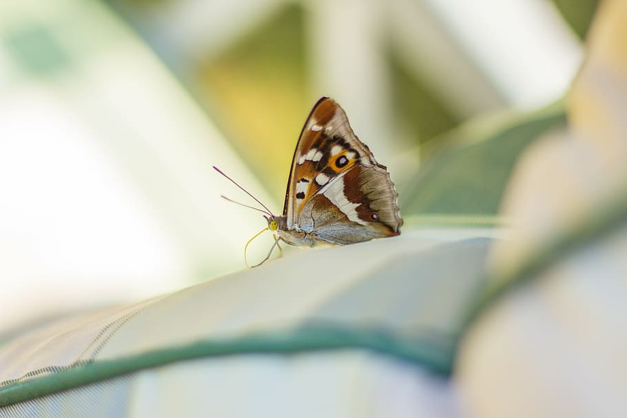 butterfly, detector, wings, nature, closeup, trunk, insect HD wallpaper