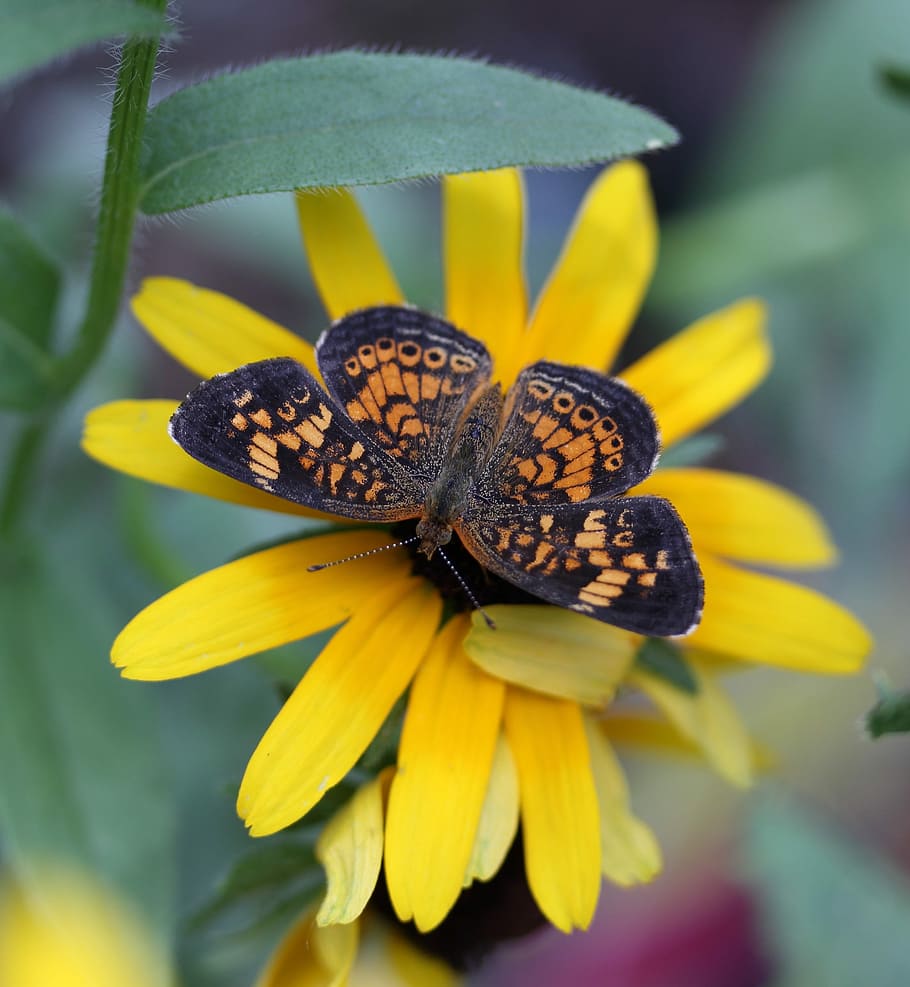 Butterfly, Insect, insects, flying insect, flower, fragility HD wallpaper