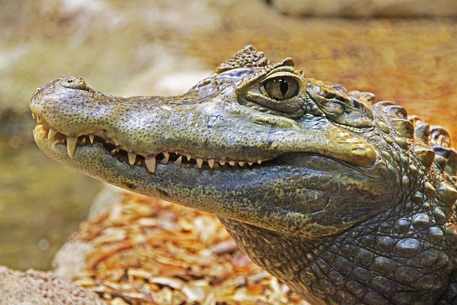 selective focus photography of gray and brown crocodile, alligator