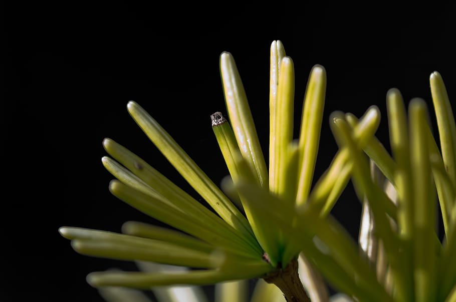 needles, macro, dark, evergreen tree, studio shot, food and drink HD wallpaper