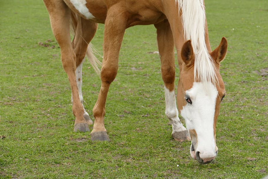 horse, coupling, graze, pasture, rest, paddock, brown, eat HD wallpaper
