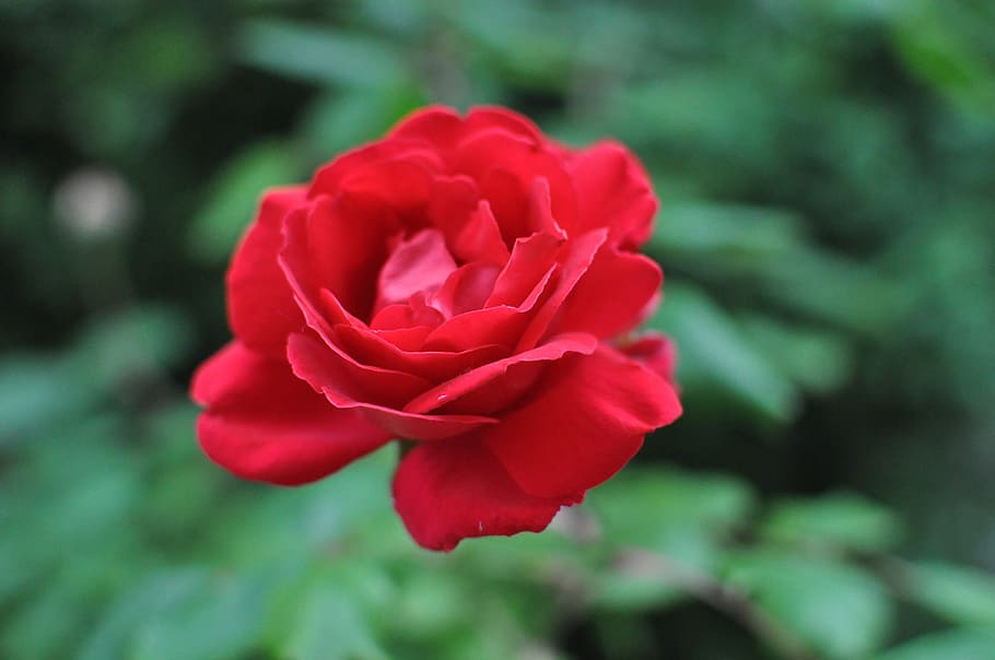 rose, red, garden, nature, plant, flower, petal, rose - Flower HD wallpaper