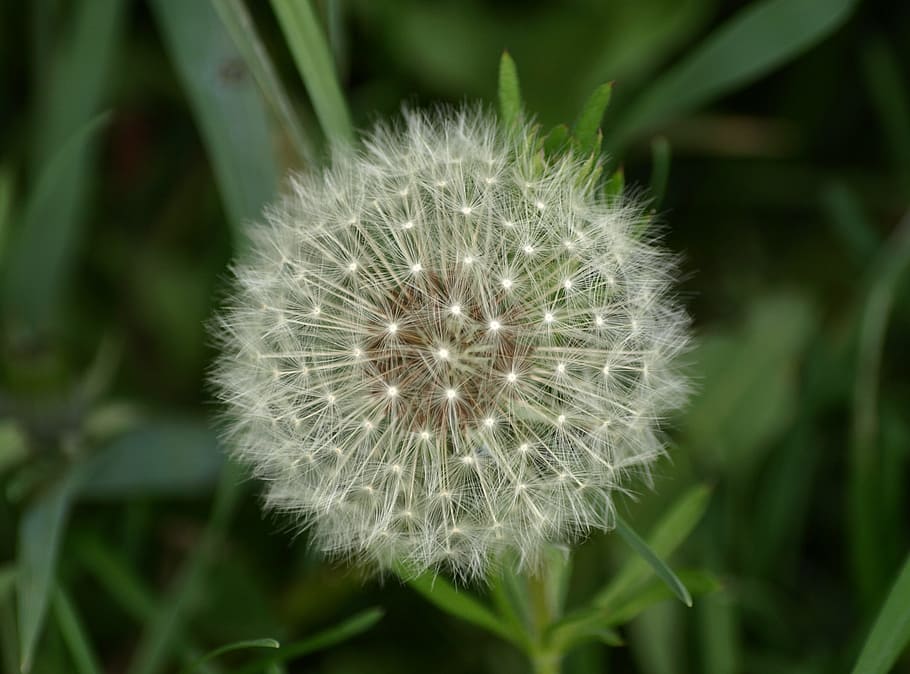 Dandelion, Spring, Meadow, flower, fragility, softness, plant HD wallpaper