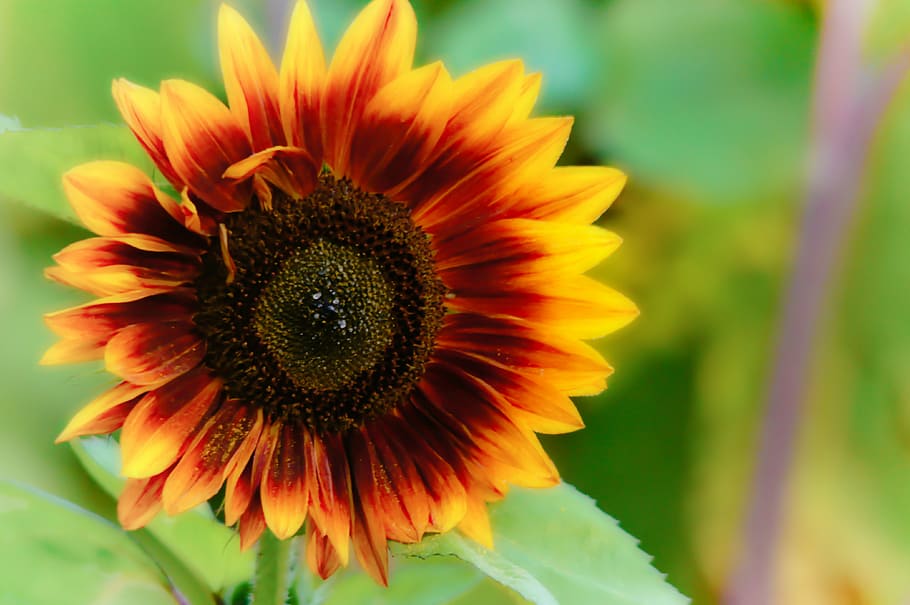 sun flower, flora, nature, flowering plant, vulnerability, petal HD wallpaper