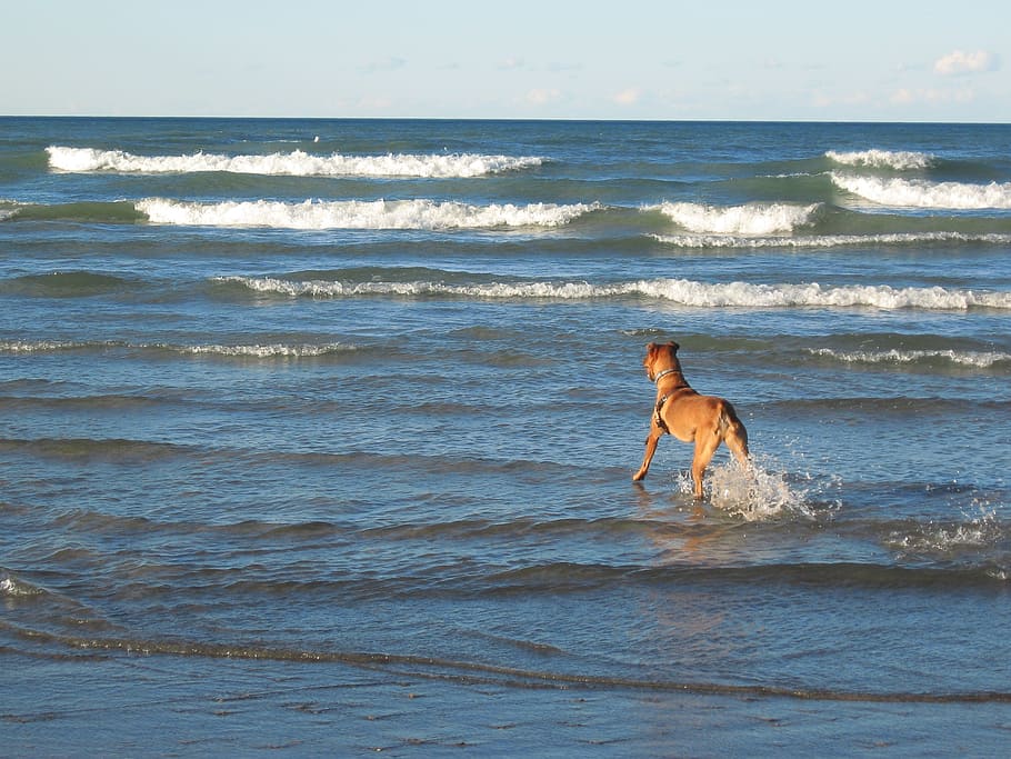 dog, beach, waves, water, blue, coast, lake michigan, summer HD wallpaper