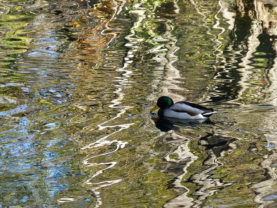 water, reflections, duck, nature, colorful, pond, colors, shades HD wallpaper