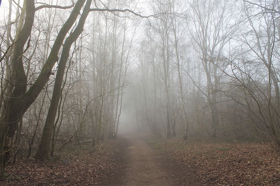 pathway through forest during fog, forest path, trees, landscape HD wallpaper