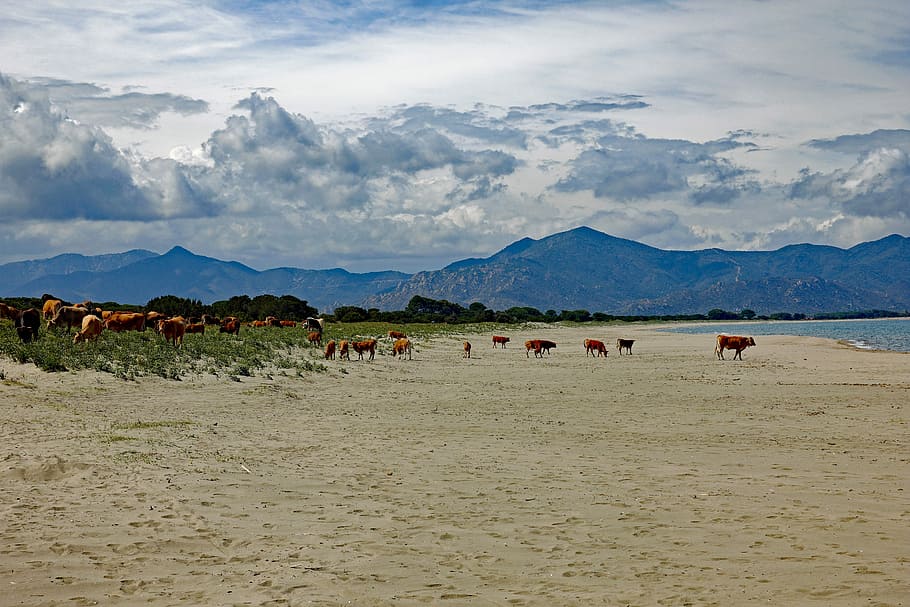 cows, dom, beach, beef, nature, summer, cattle, sardinia, animal themes HD wallpaper