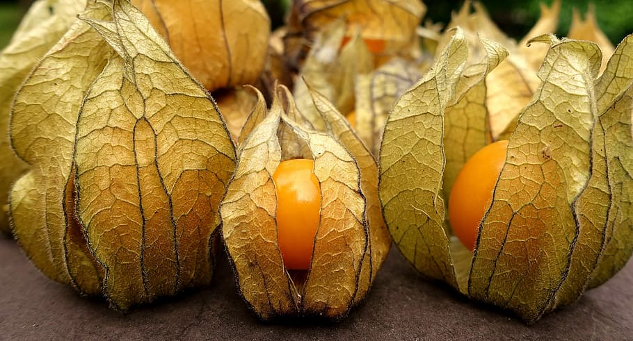 physalis fruits, berry, orange, food, healthy, vitamins, decoration HD wallpaper
