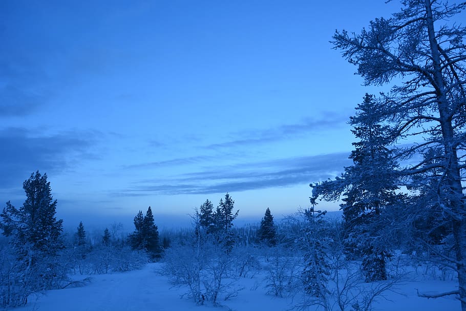 tree, winter, nature, snow, plant, sky, tranquility, tranquil scene HD wallpaper