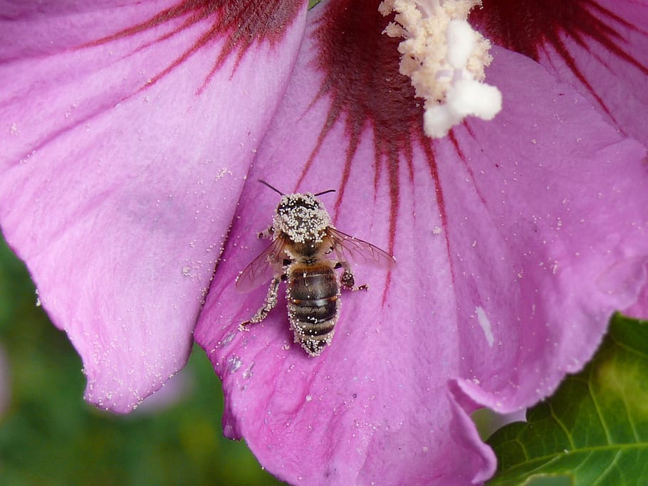 flower, mallow, bee, flowering plant, invertebrate, animals in the wild HD wallpaper