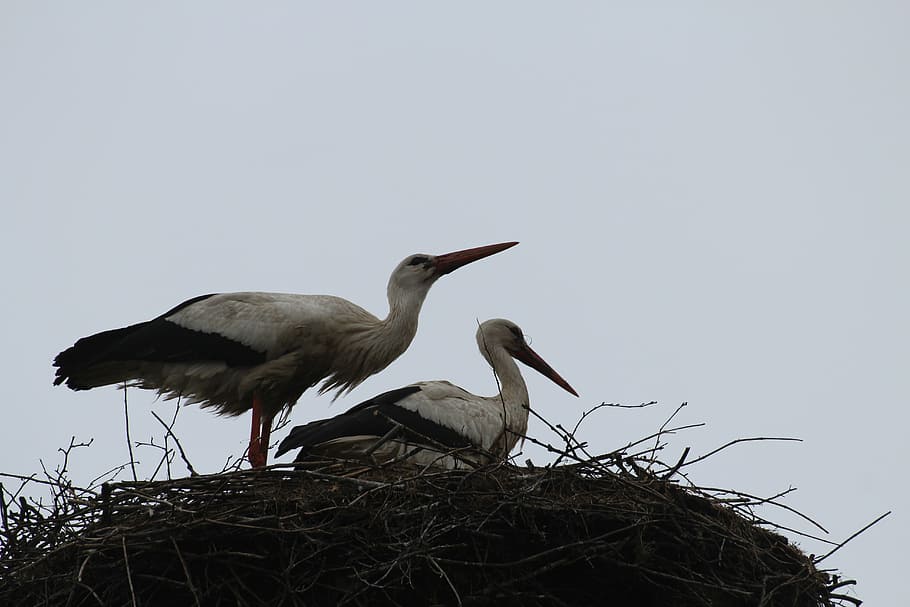storks, birds, fly, bird couple, nest, nature, animals, migratory bird, HD wallpaper