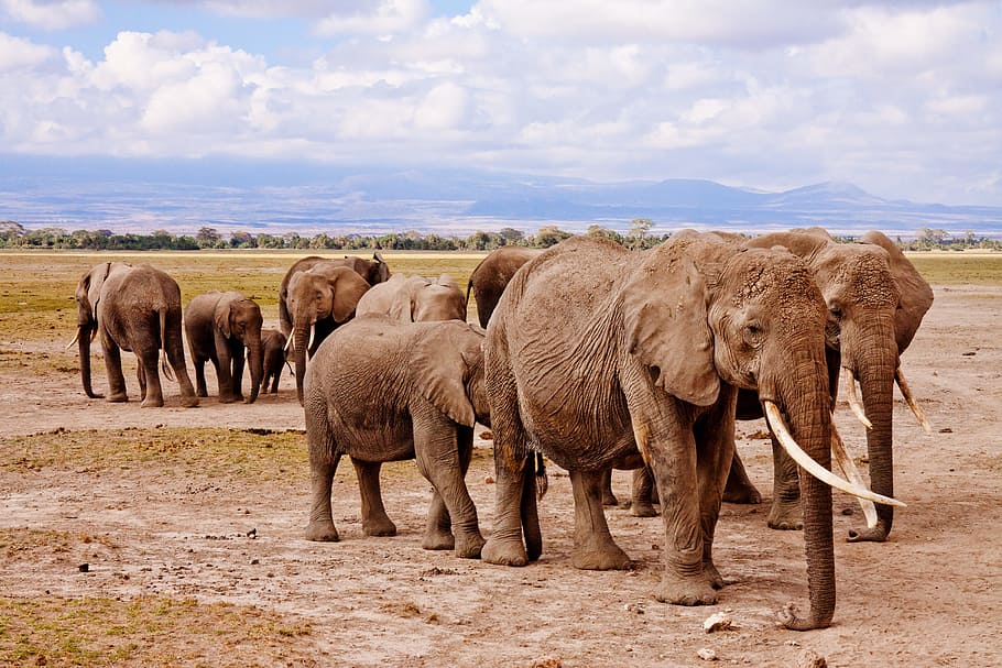 gray elephants under white clouds during daytime, africa, amboseli
