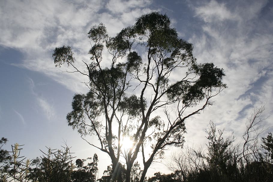 eucalyptus, tree, leaf, branch, sky, australia, fresh, nature HD wallpaper