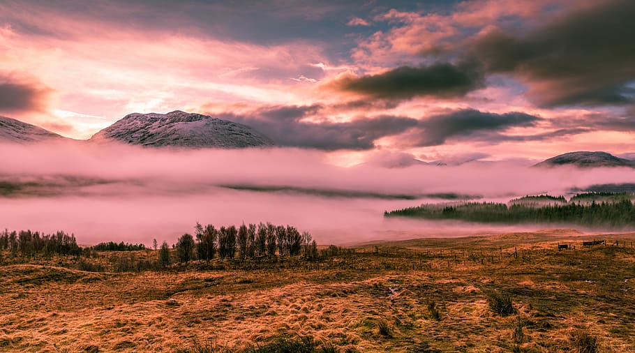 Through the mist - Scotland 2017, green trees covered with fog HD wallpaper