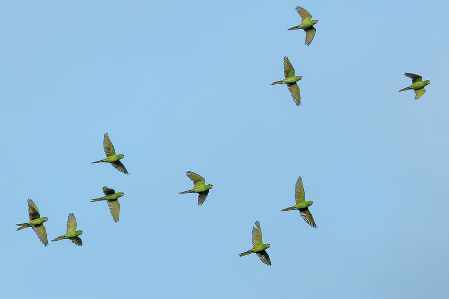 flock of yellow bird flying, flight of green birds, parakeets HD wallpaper