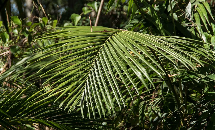 Page 2 | tropical rain forest 1080P, 2K, 4K, 5K HD wallpapers free