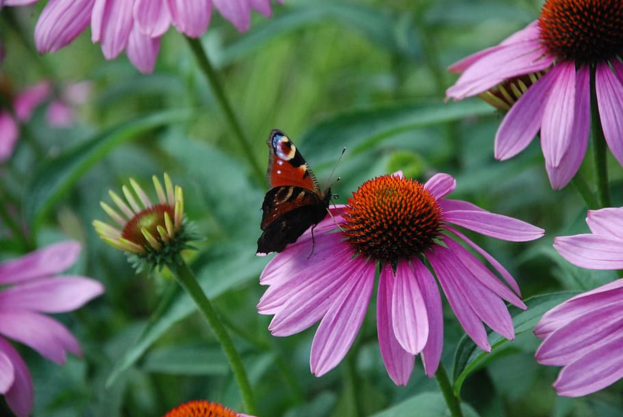 butterfly, blossom, bloom, close, nature, summer, insect, probe HD wallpaper
