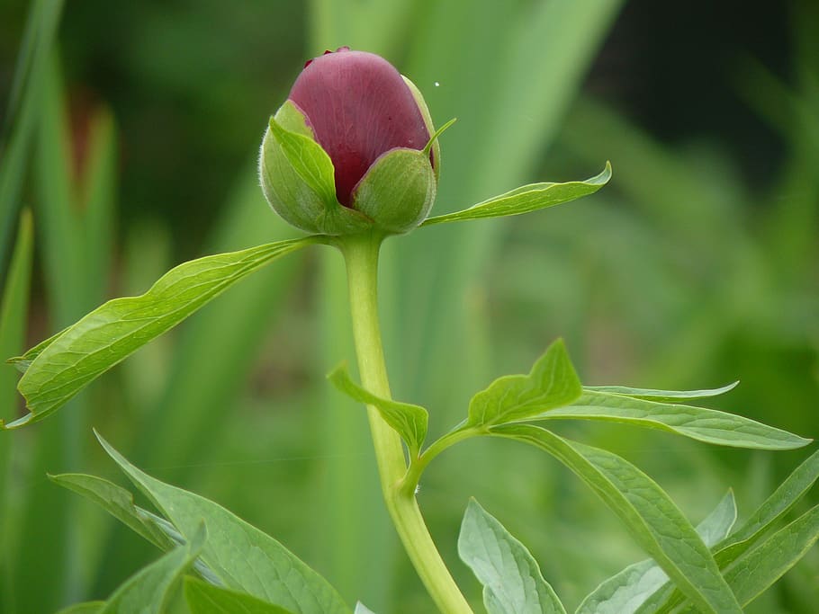 peony, button, flower, plant, growth, beauty in nature, close-up HD wallpaper