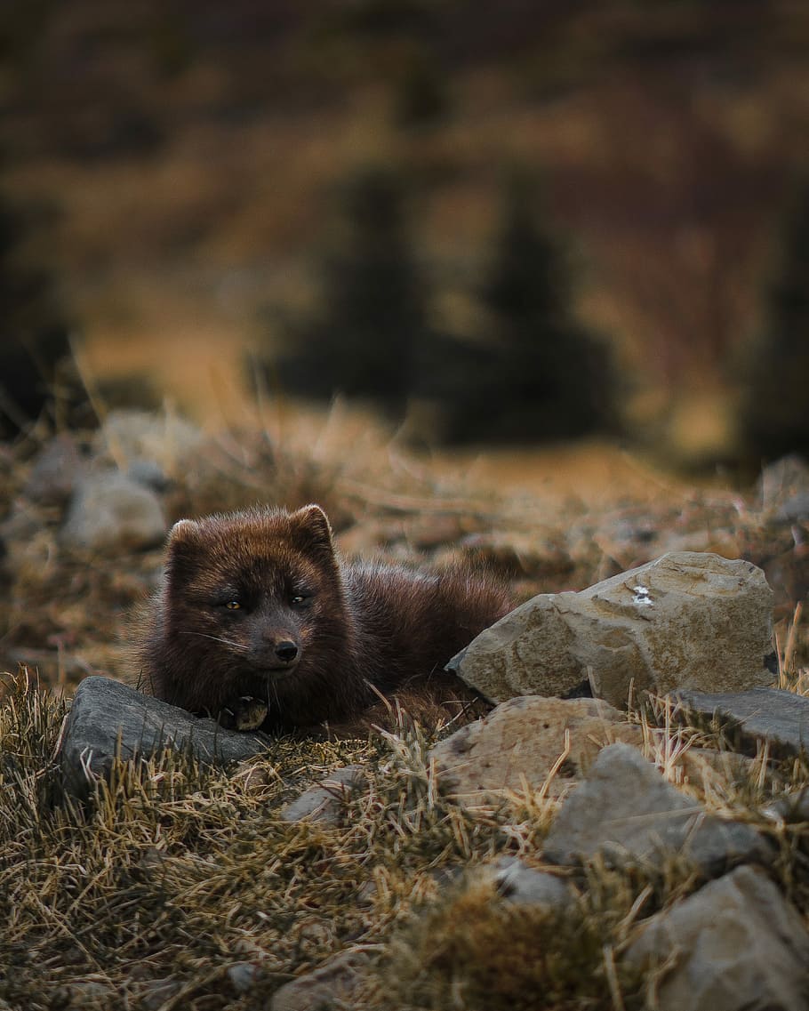 short fur brown animal reclining near rocks, brown animal macro photography HD wallpaper