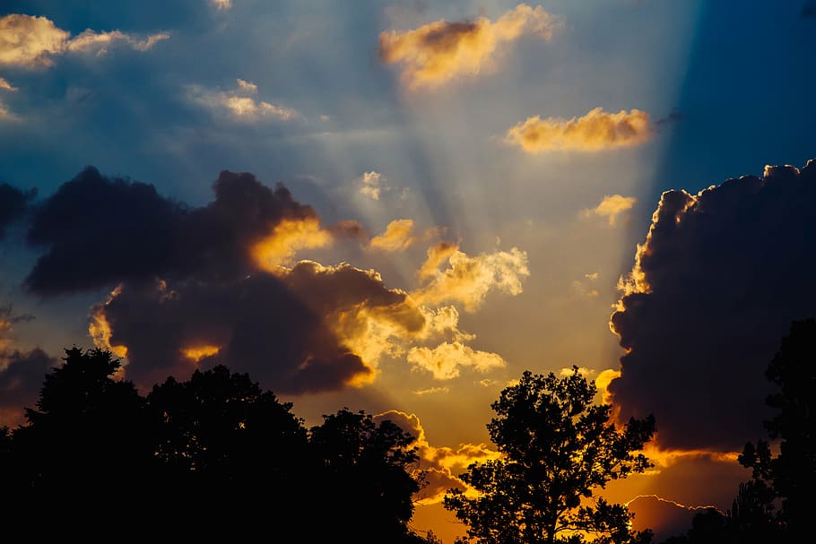 silhouette photo of trees during golden hour, sunset, sun rays HD wallpaper