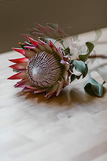 macro shot of red flower, red and white protea flower on beige wooden surface closuep photography HD wallpaper