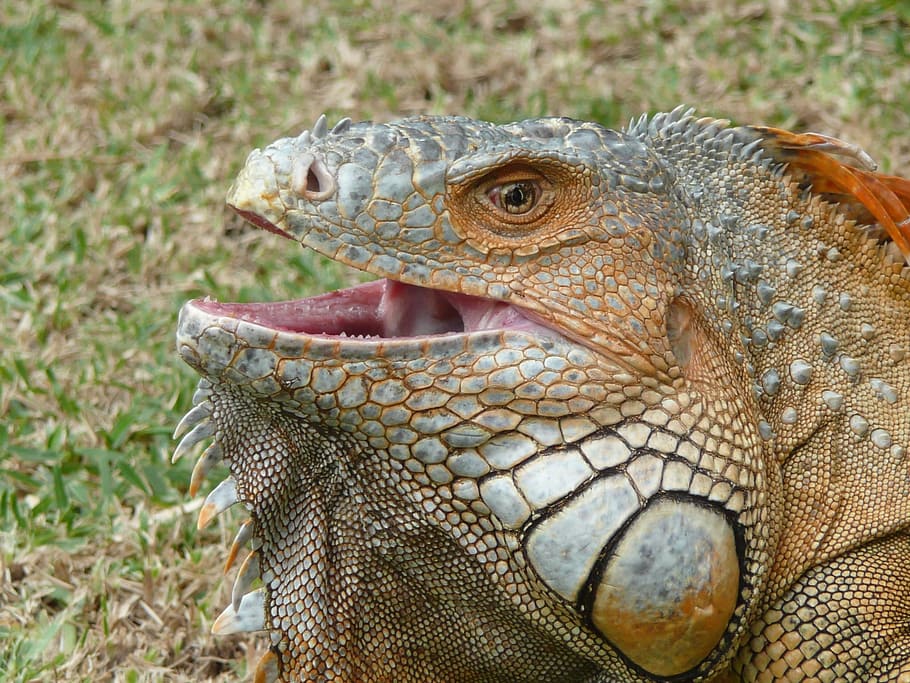 Monitor, Lizard, Iguana, Reptile, animals, animal wildlife HD wallpaper