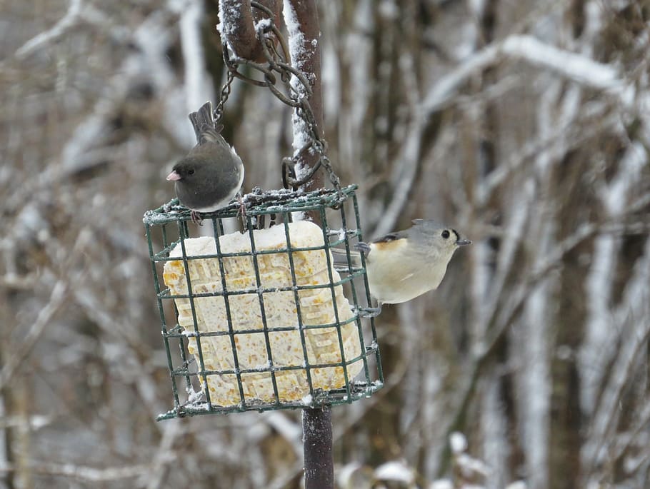 junco, tufted titmouse, bird, backyard birds, outdoors backyard HD wallpaper