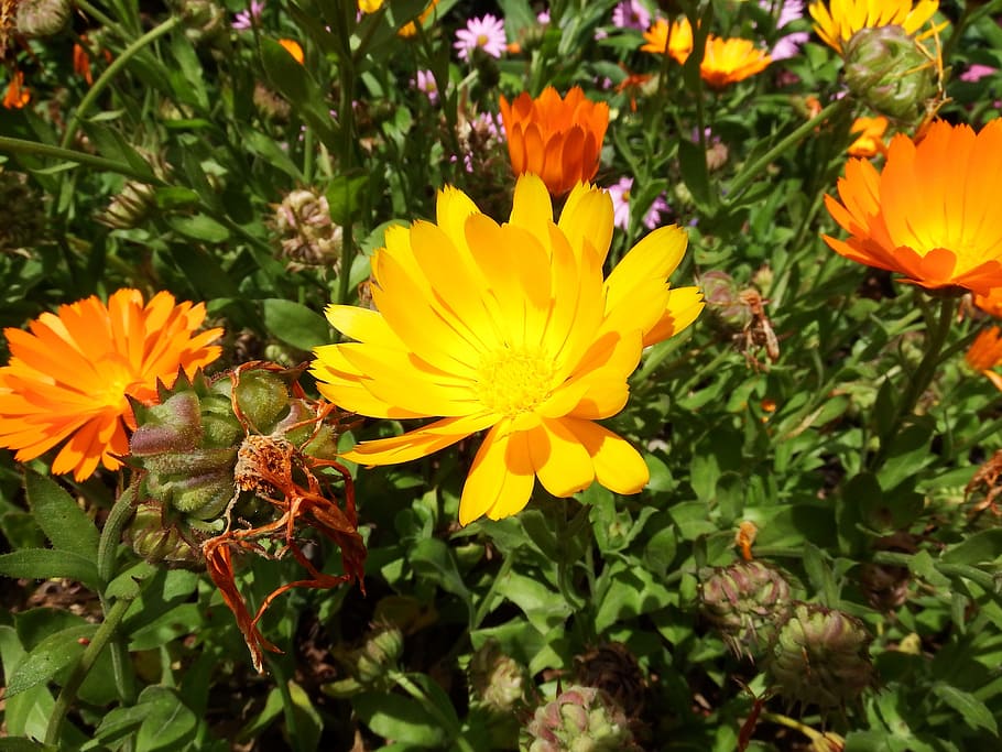 macro, flower, orange, nature, yellow, flowering plant, fragility HD wallpaper