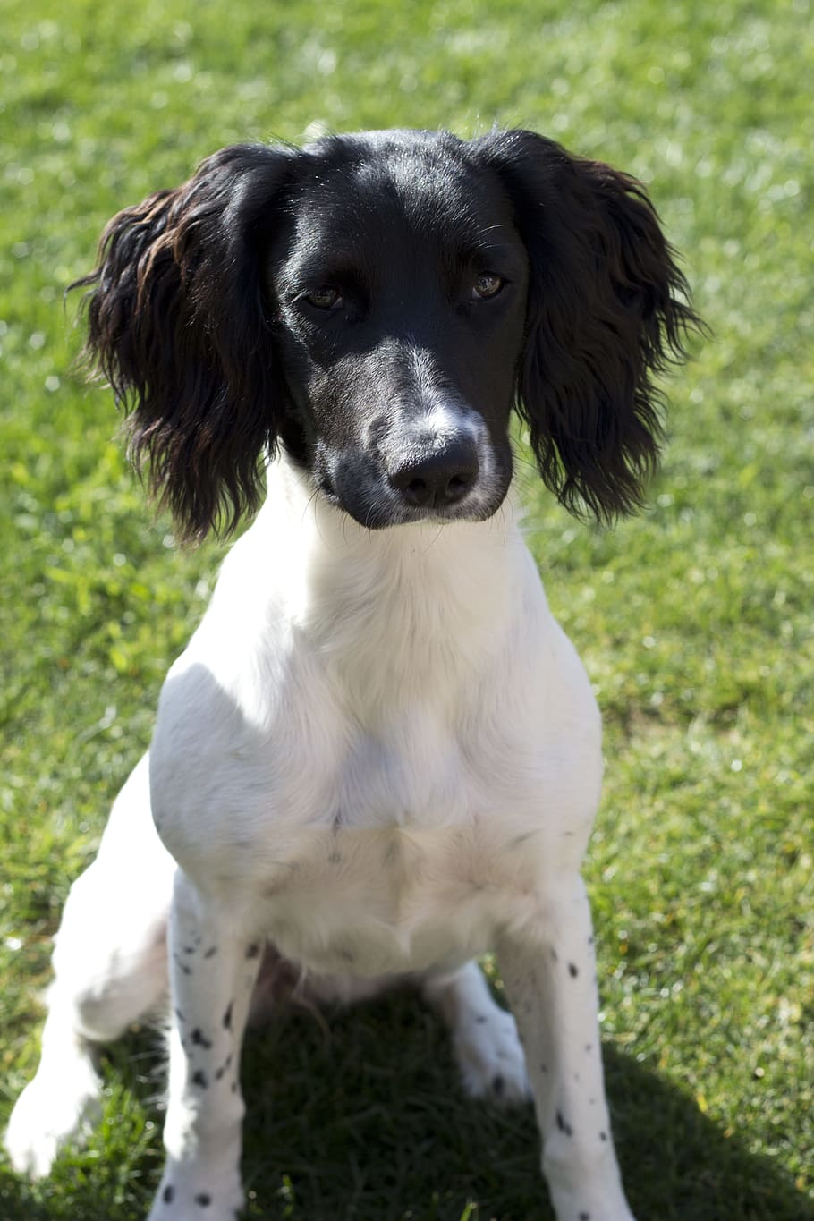 Spaniel, Dog, Black, White, Animal, puppy, doggy, pedigreed HD wallpaper