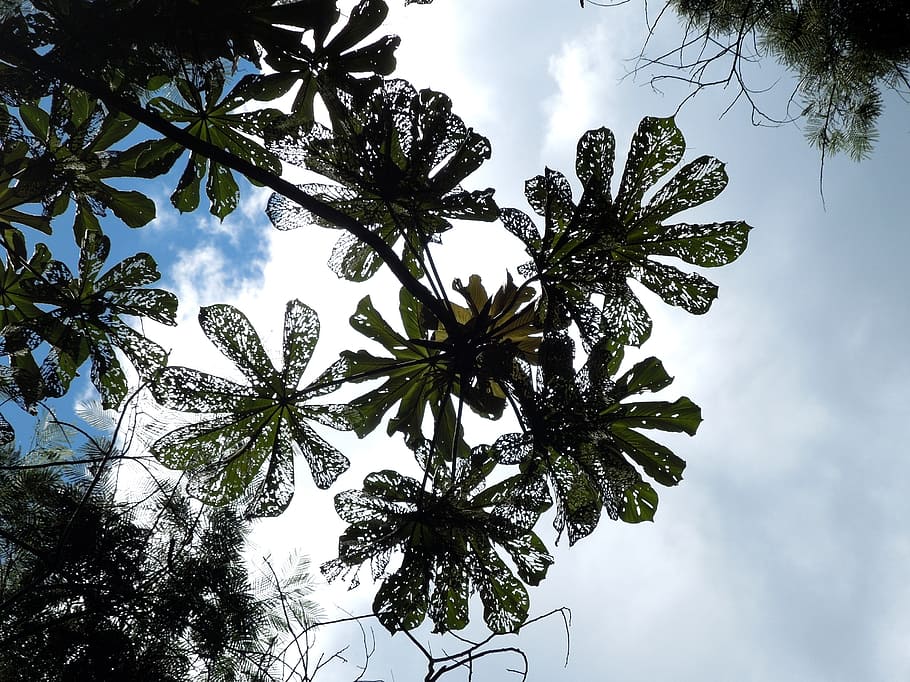 nature, tree, sky, twigs, trees, plants, greens, leaves, low angle view HD wallpaper