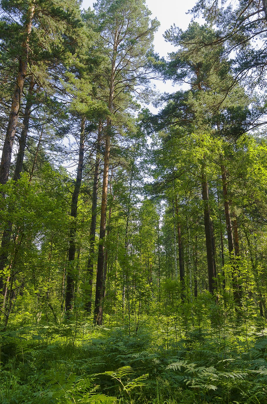 Summer, Forest, Green, Trees, Sunny Day, leaves, nature, pine HD wallpaper