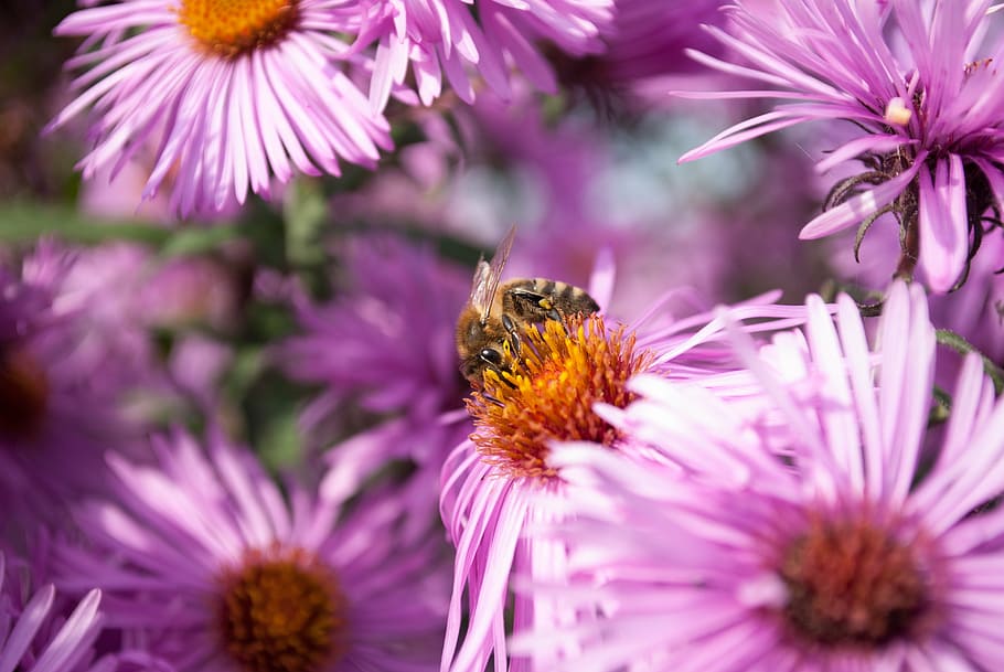 bee, pollination, flowers, pollen, insect, macro, nature, honey bee HD wallpaper