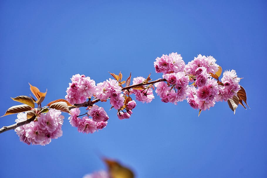 pink flowers under blue sky, purple, petaled, bloom, leaves HD wallpaper