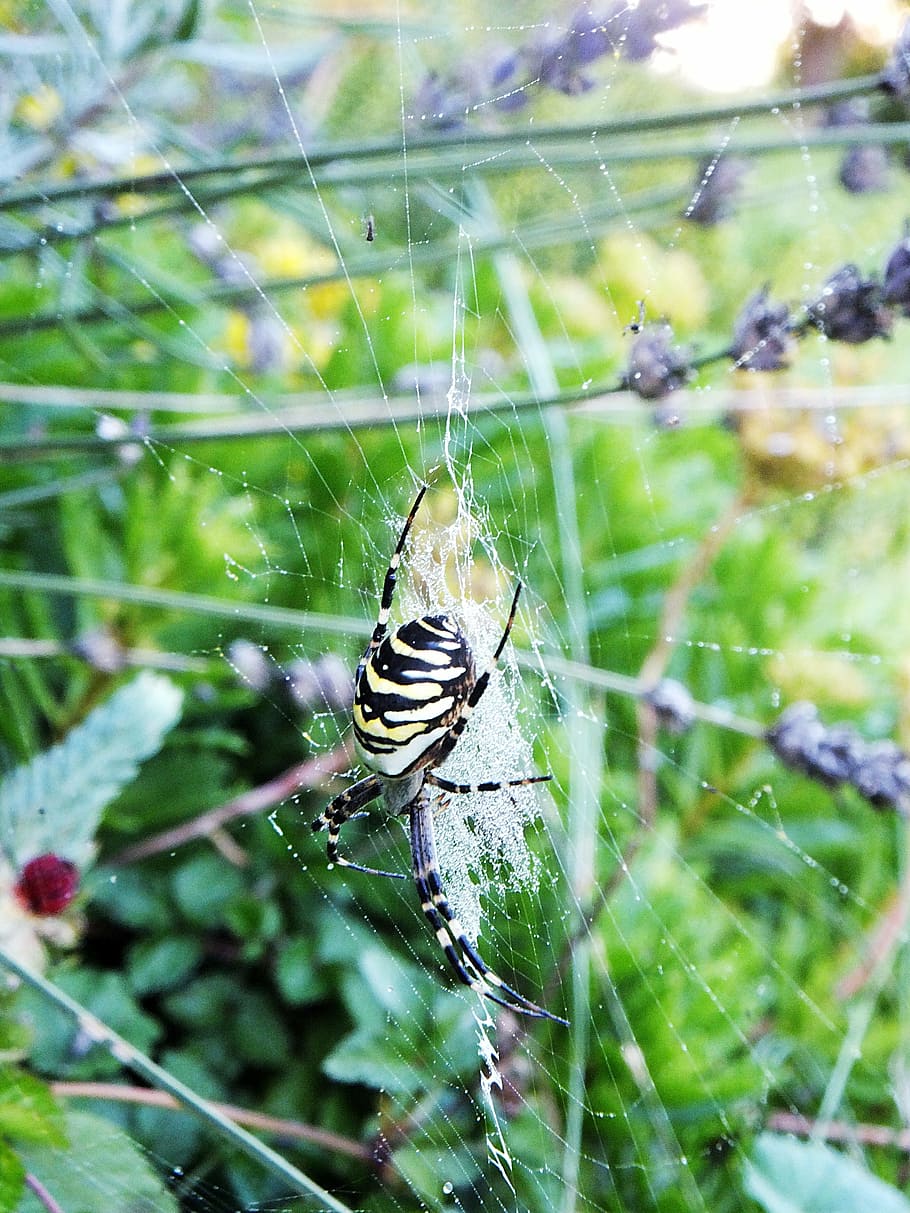 spider, garden, summer, network, spider macro, insect, cobweb HD wallpaper