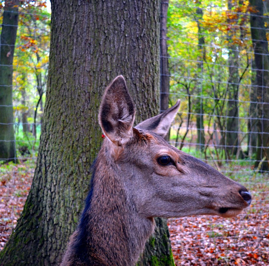 roe deer, wild, scheu, close, nature, forest, female, capreolus capreolus, HD wallpaper