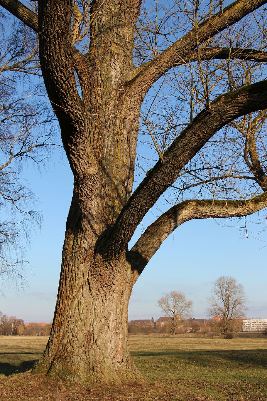 log, nature, tree, landscape, autumn, outdoors, branch, sky HD wallpaper