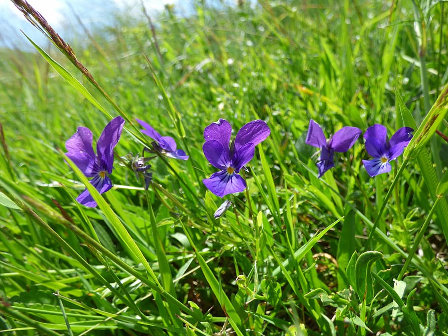 Violet, Flower, Violets, pridoda, mountain, vitosha, grass, HD wallpaper