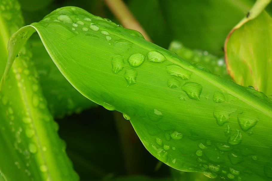 drops, vegetation, plant, rain, tropical, green color, water HD wallpaper