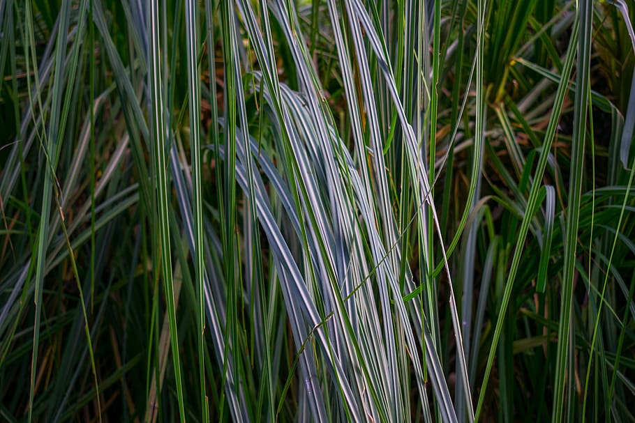 grass, thatched, weeds, growth, plant, green color, beauty in nature HD wallpaper