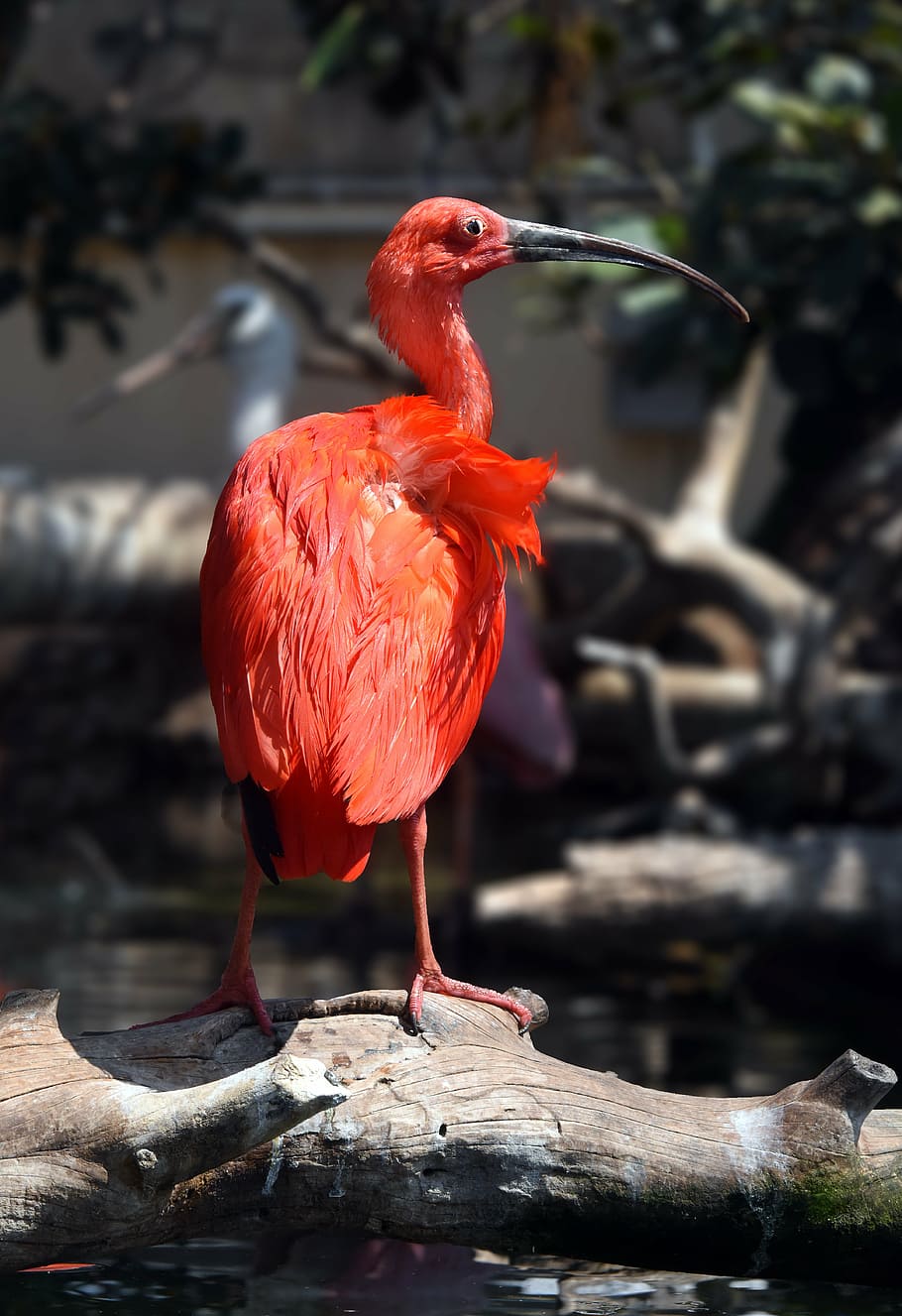 ibis, red, bird, valence, animal, beak, vertebrate, animal themes HD wallpaper