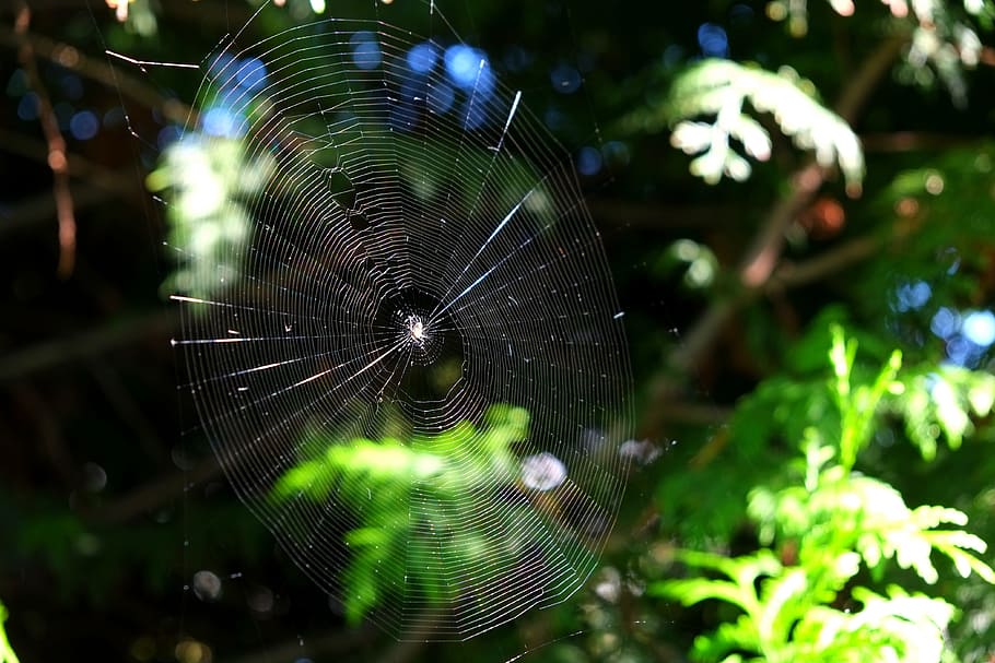 cobweb, spider, close, nature, insect, network, macro, strained networks HD wallpaper