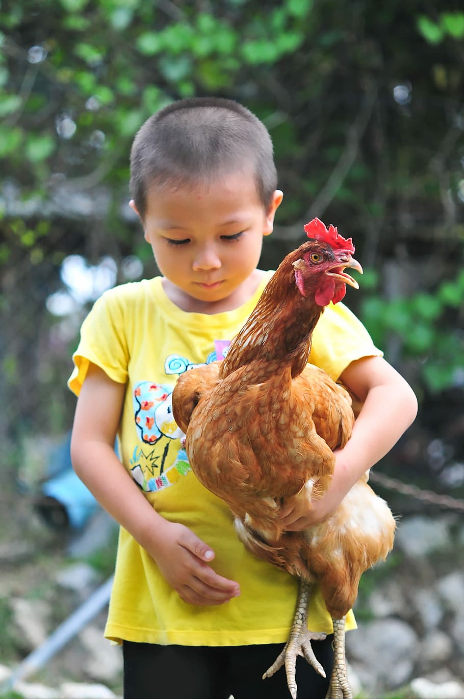 chicken, bantam, cute, carrying, adorable, people, boy, child