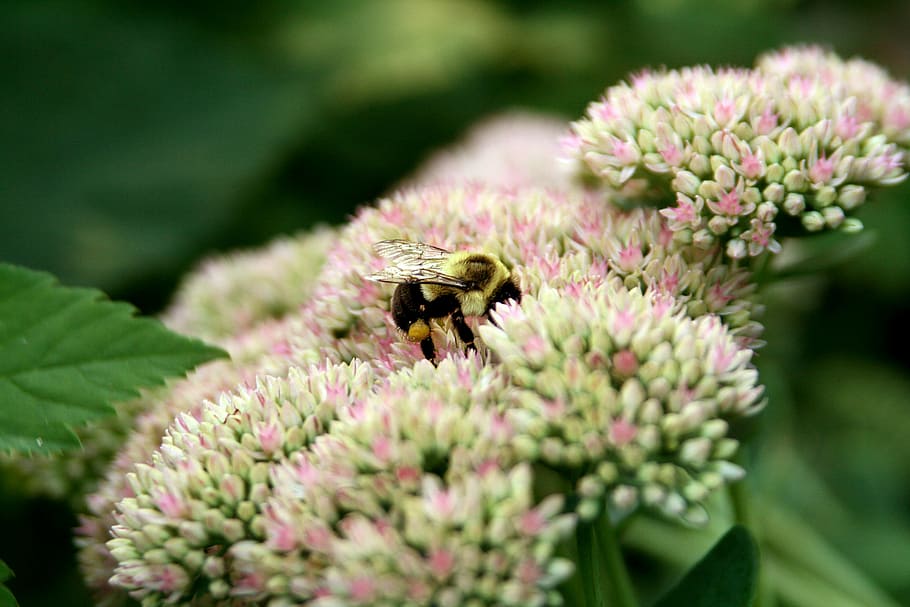 bumblebee, flower, autumn, pollinate, wildlife, insect, flowering plant HD wallpaper