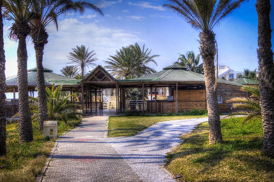 palm, tree, summer, hotel, travel, architecture, built structure HD wallpaper