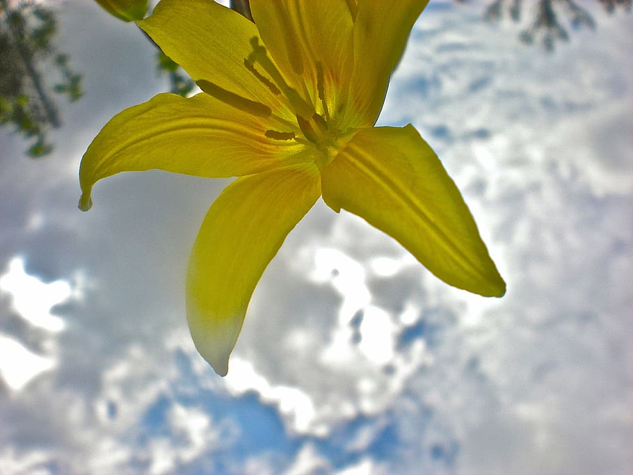 lily, yellow, flower, cloud, target, nature, leaf, plant, freshness HD wallpaper