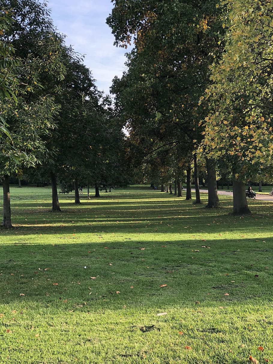 trees, grass, nature, landscape, green, outdoor, plant, green color HD wallpaper