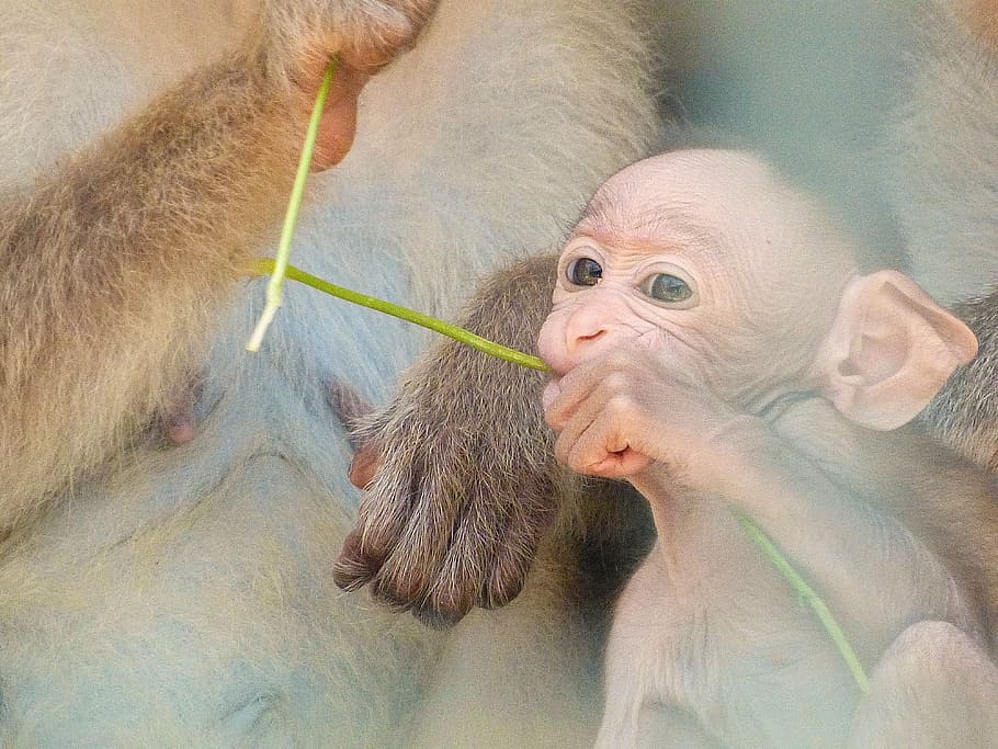 baby, monkey, love, primate, animal themes, mammal, vertebrate HD wallpaper