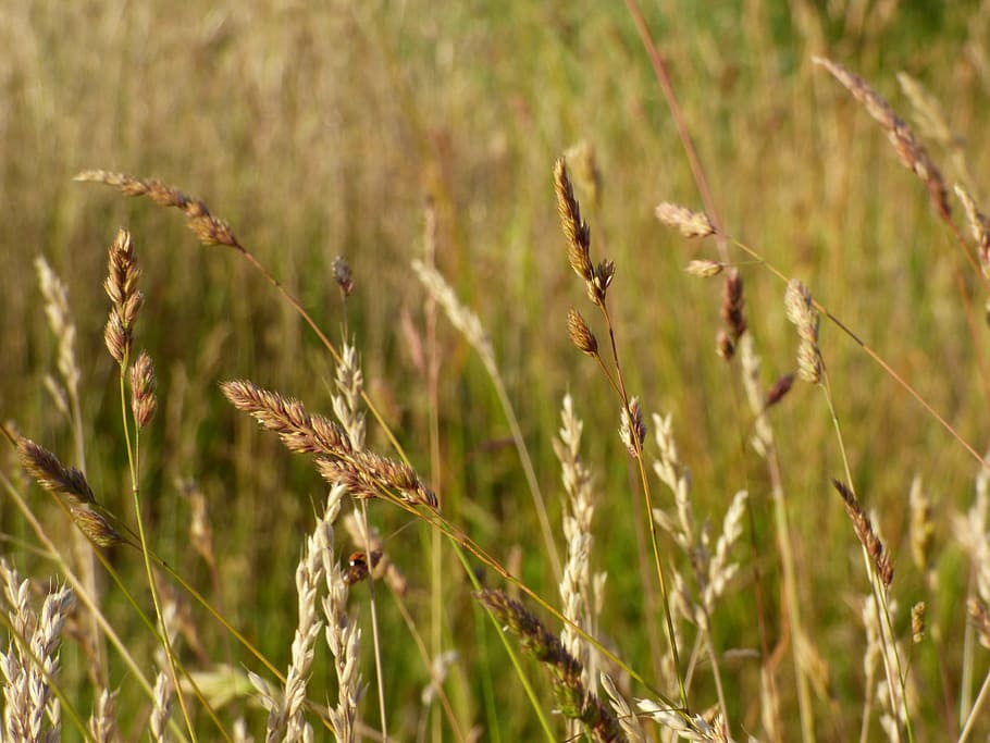 blades, sharpness, macro, field, ears, cereals, the sun, summer HD wallpaper